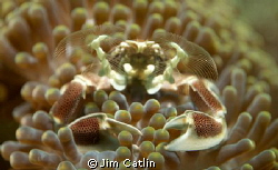 This tiny anemone porcelain crab uses its umbrella like f... by Jim Catlin 
